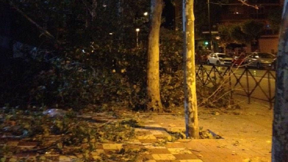 El viento ha provocado la caía de varios árboles en Granada capital. Foto: Pilar Arjona