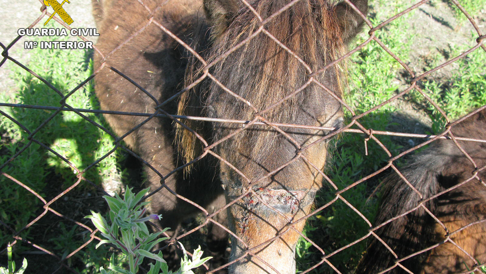 El imputado es propietario de unos animales abandonados y desnutridos en una finca de Padul. Foto: Guardia Civil